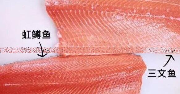 三文鱼肉和虹鳟鱼肉的区别图，红白相间很密集的是虹鳟鱼