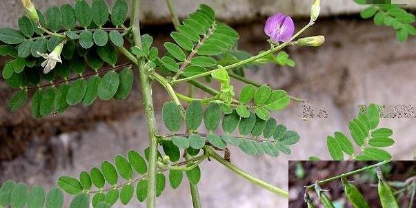 野生中药黄芪图片大全，国家三级保护植物遇到不要随意采挖